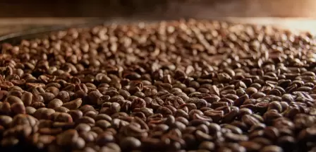 Historia kawy, czyli skąd się wziął pomysł na napar z ziaren kawowca?